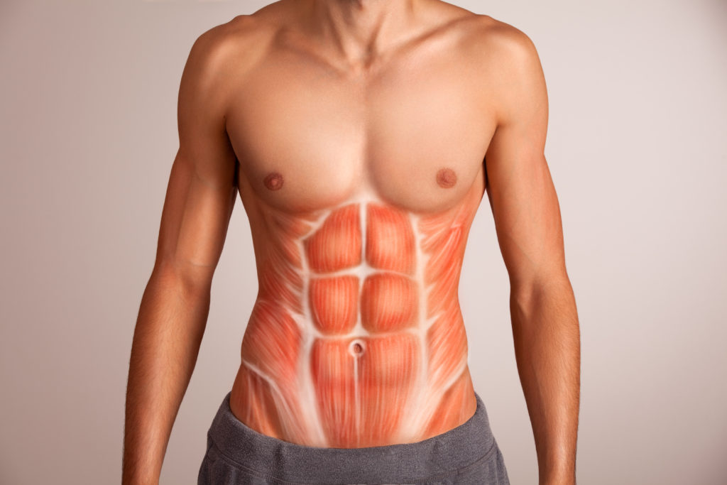 腹筋の筋肉を構成する筋肉群（腹直筋、腹斜筋）を理解する